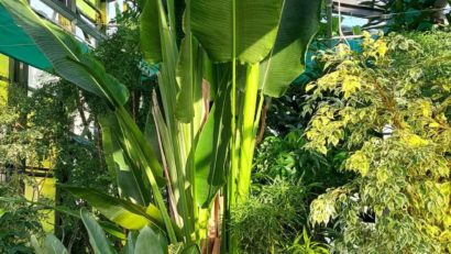 Program de vară la serele exotice din Parcul Drumul Taberei