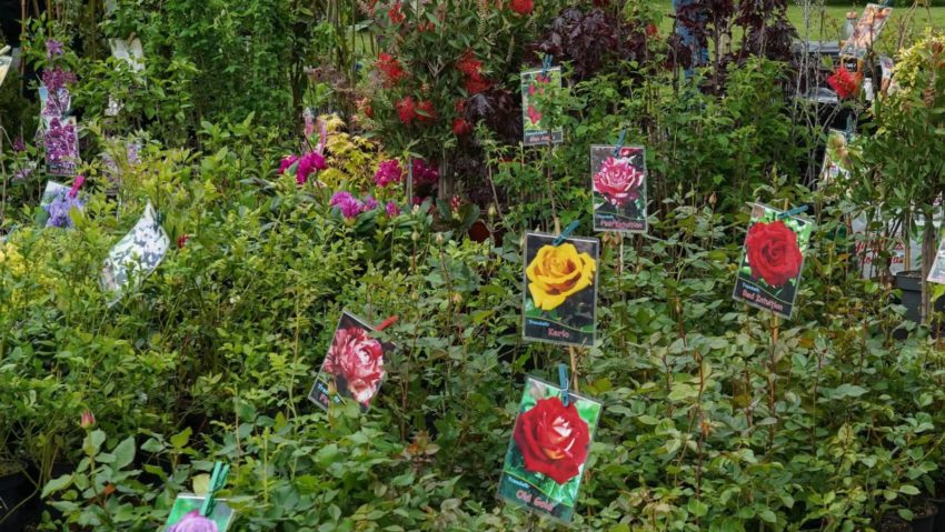 Zilele Horticulturii Bucureștene, în Campusul Agronomie Herăstrău!