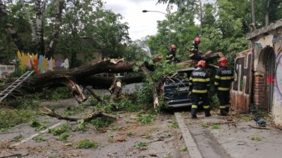 Pompierii intervin pentru degajarea unui copac pe strada G-ral Constantin Budișteanu