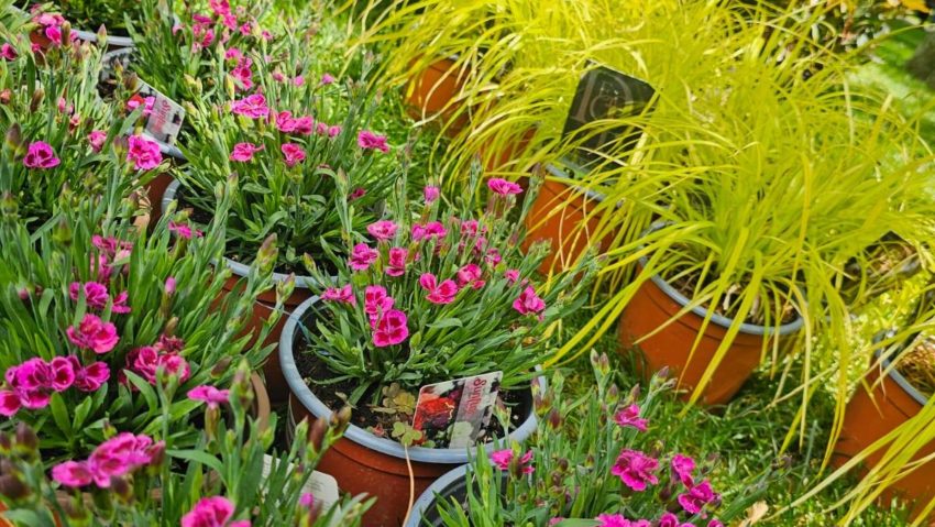 West Side Flower Fest, pregătiri pe ultima sută!