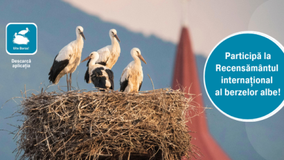 Începe al doilea an al Recensământului Internaţional al berzelor albe!
