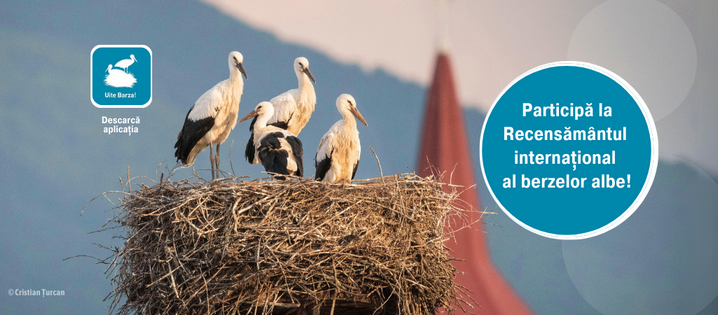 Începe al doilea an al Recensământului Internaţional al berzelor albe!
