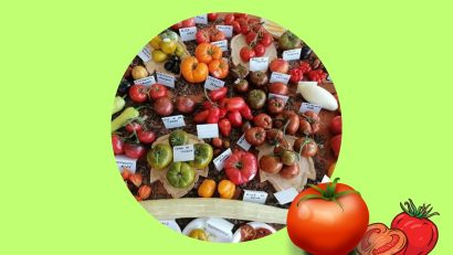 Festivalul Tomatelor și al Biodiversității la Muzeul Național al Satului Dimitrie Gusti