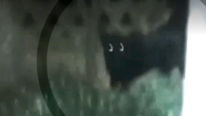 Doi tineri din Teleorman susțin că au văzut pantera neagră care a pus Bulgaria pe jar