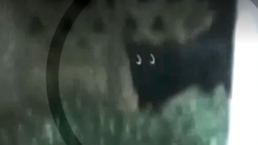 Doi tineri din Teleorman susțin că au văzut pantera neagră care a pus Bulgaria pe jar