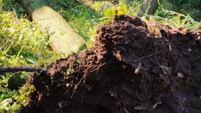 ALPAB: Mai mulţi arbori doborâţi în parcurile din Capitală, inclusiv frasinul secular din Cişmigiu