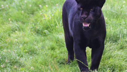 Pantera neagră dispărută din Bulgaria căutată în Giurgiu