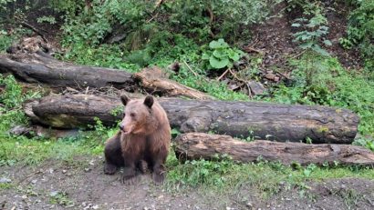Cioban atacat de urs la o stână din Argeș