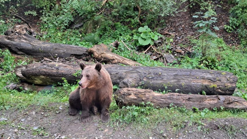 Cioban atacat de urs la o stână din Argeș