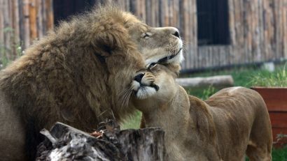 Grădina Zoologică din Bucureşti a fost redeschisă