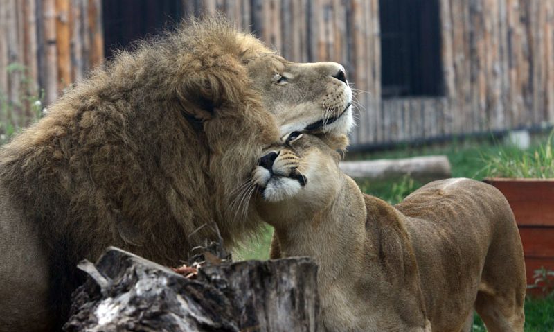 Grădina Zoologică din Bucureşti a fost redeschisă