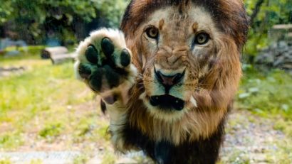Ziua Internațională a Leului, sărbătorită la Grădina Zoologică București!