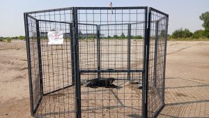 ASPA foloseşte o metodă nouă de capturare a câinilor fără stăpân