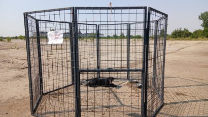 ASPA foloseşte o metodă nouă de capturare a câinilor fără stăpân