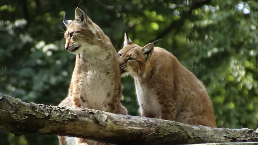 Controversă în Danemarca: O grădină zoologică cere donații de animale domestice și de companie pentru hrănirea prădătorilor