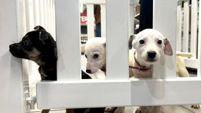 „Foster pentru adopție” – încredințarea temporară a câinilor fără stăpân către persoane fizice, fără obligația adoptării