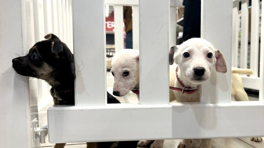 „Foster pentru adopție” – încredințarea temporară a câinilor fără stăpân către persoane fizice, fără obligația adoptării