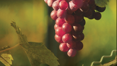 „Ziua Crucii – Cârstovul Viilor” la Muzeul Satului: Tradiții, artă populară și sărbătoarea toamnei, pe 13-14 septembrie