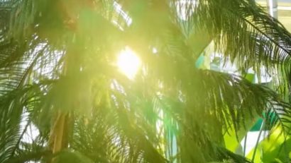 Sector 6: Serele exotice din Parcul Drumul Taberei trec la programul de iarnă