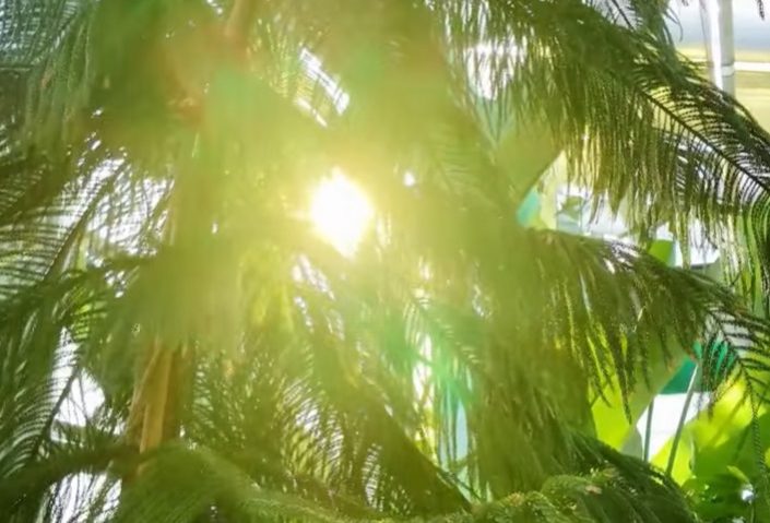 Sector 6: Serele exotice din Parcul Drumul Taberei trec la programul de iarnă