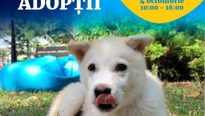 ASPA anunta un nou târg de adopții de câini, la inceputul lunii octombrie, in parcul Barbu Văcărescu