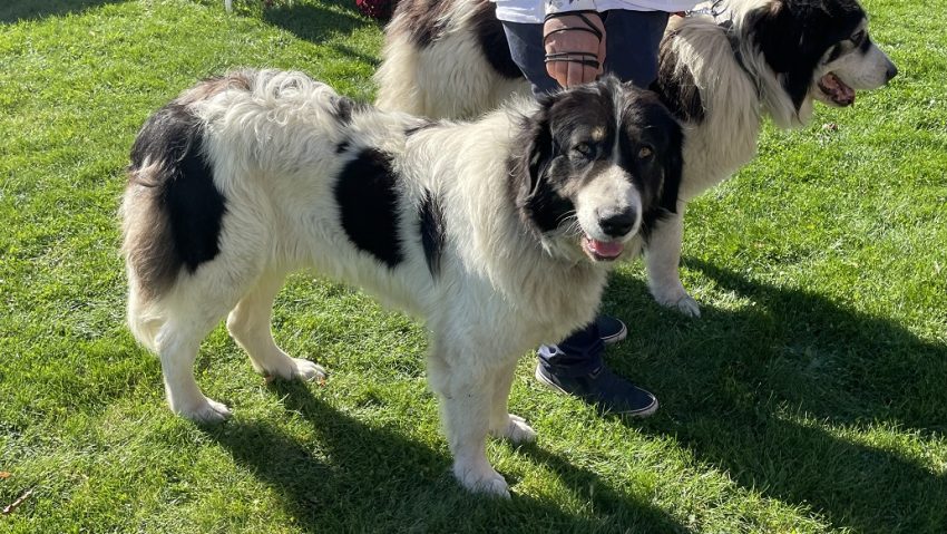 Gala Ciobăneștilor Românești, o sărbătoare a patrimoniului canin național