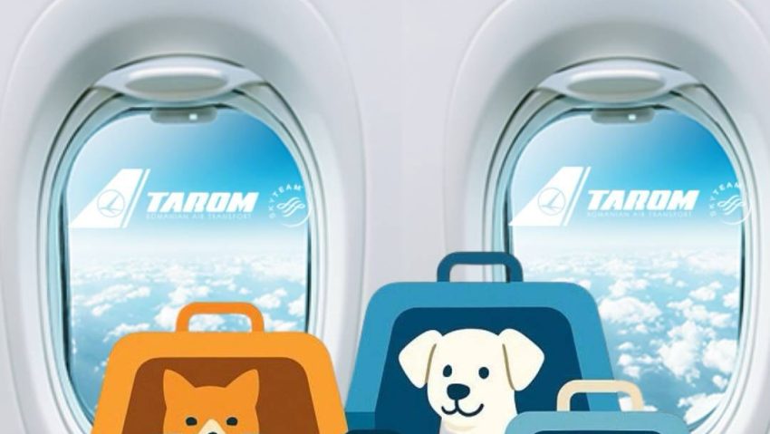 Tarom acceptă în avioane, în perioada 20-31 octombrie, mai multe animale de companie, dar impune anumite reguli