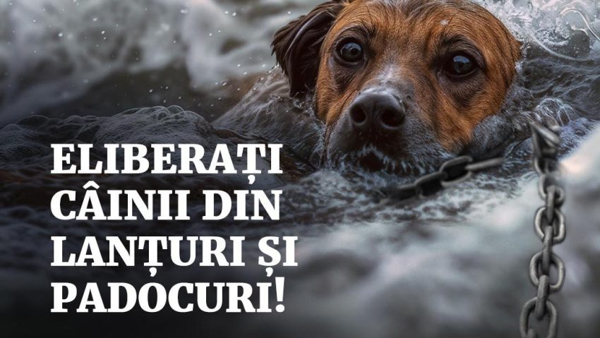 ASPA recomandă proprietarilor de animale să le elibereze din padocuri sau din lanțuri, având in vedere precipitațiile abundente anunțate
