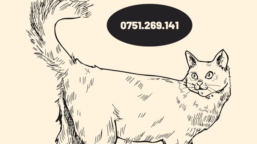 Căsuțe gratuite, construite pentru pisicile fără stăpân