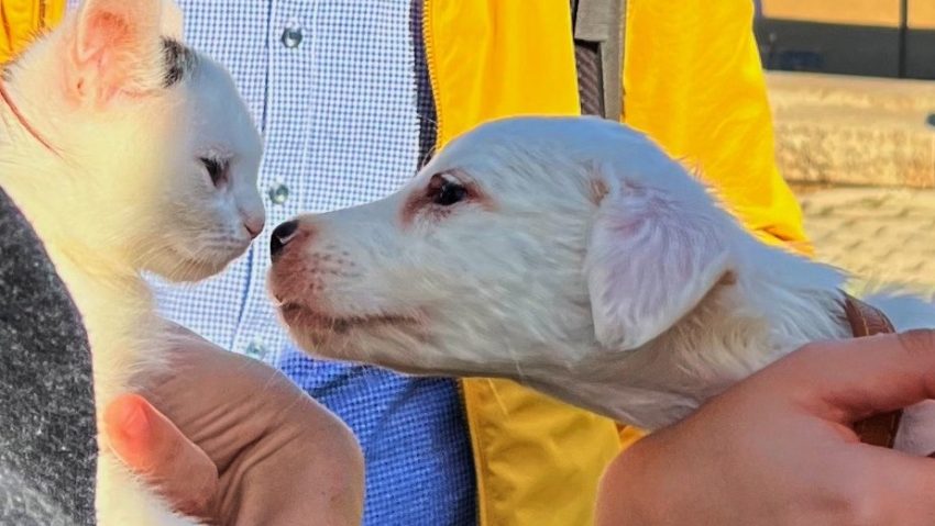 ASPA: Vineri, târg de adopții, la Muzeul Antipa!