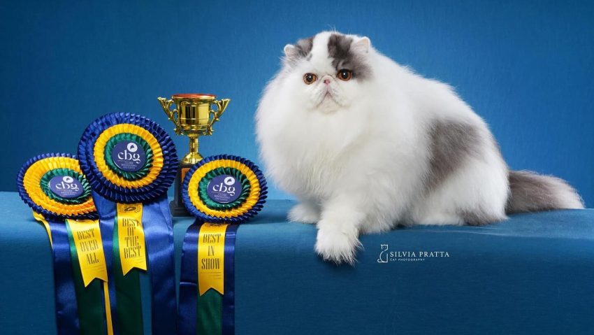 Campionii campionilor sosesc la București. 10 campioni mondiali. 2 zile, un singur show