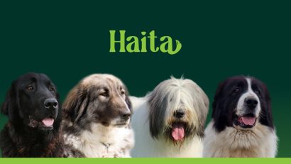 Gala Ciobăneștilor Românești, în premieră la Senatul României. Rasele autohtone ar putea fi incluse în Patrimoniul Cultural Imaterial Național