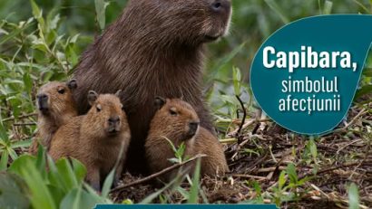 Muzeul Antipa: Invitație la atelierul de science & craft cu tema „Capibara, simbolul afecțiunii”!