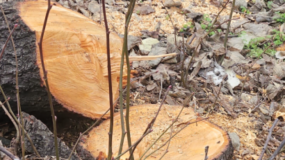 Amenzi de 50.000 de lei pentru tăierea a 10 arbori, în Sectorul 3