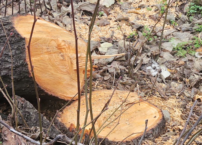 Amenzi de 50.000 de lei pentru tăierea a 10 arbori, în Sectorul 3