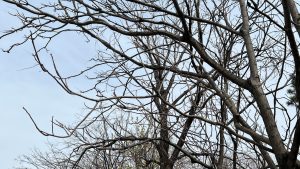 Vreme închisă, intensificări temporare ale vântului şi ploi slabe în Bucureşti, vineri şi sâmbătă