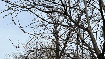 Vremea se va răci semnificativ, vor fi ploi dar şi lapoviţă şi ninsoare în anumite zone, până duminică