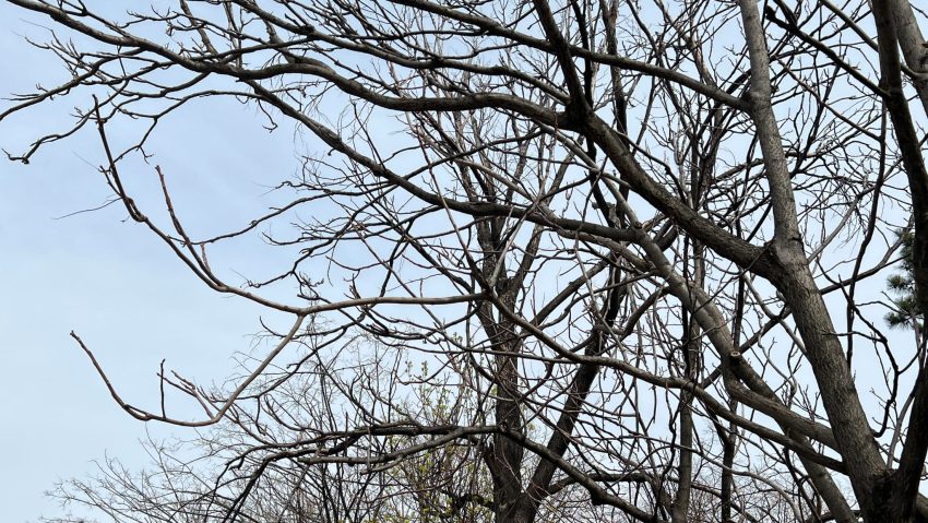 Vreme închisă, intensificări temporare ale vântului şi ploi slabe în Bucureşti, vineri şi sâmbătă