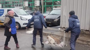 ASPA: 76 de câini ridicaţi într-o săptămână, dintre care 40 de pui