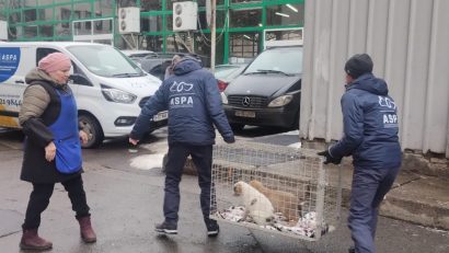 ASPA: 76 de câini ridicaţi într-o săptămână, dintre care 40 de pui