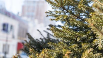 Agenția Națională pentru Mediu şi Arii Protejate: Operatiunea ,,evacuarea brazilor uscați”