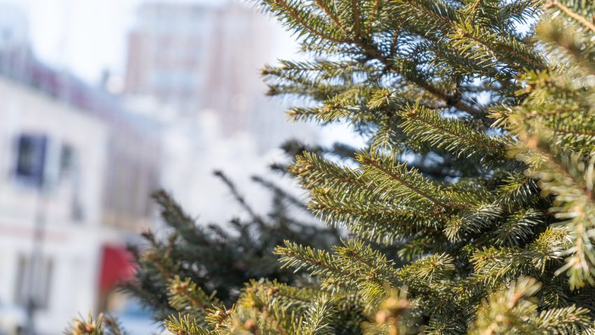 Agenția Națională pentru Mediu şi Arii Protejate: Operatiunea ,,evacuarea brazilor uscați”