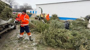 Sectorul 2: Peste 3.000 de brazi de Crăciun, colectați și tocați