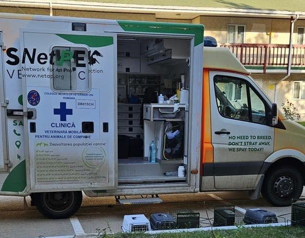 Campanie de sterilizări gratuite pentru pisici, în Sectorul 4