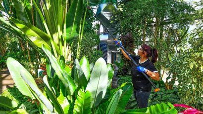 Sector 6: Iarna e ca vara, la serele exotice din Parcul Drumul Taberei