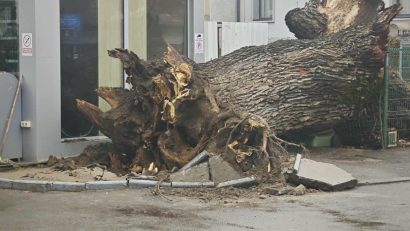 Rareş Hopincă: Conservăm trunchiul stejarului secular care a căzut din cauza fenomenelor meteo