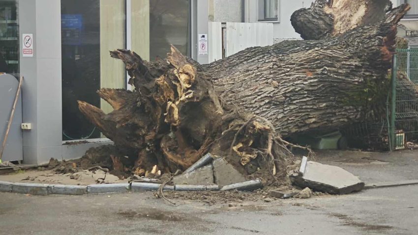 Rareş Hopincă: Conservăm trunchiul stejarului secular care a căzut din cauza fenomenelor meteo