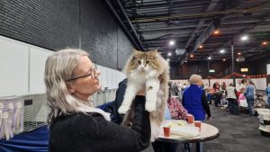 Pisicile născute în România, din nou pe podiumurile mondiale!