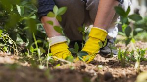 150.000 de euro pentru idei verzi în cartierele Bucureștiului. Programul „În ZONA TA” lansează o nouă ediție