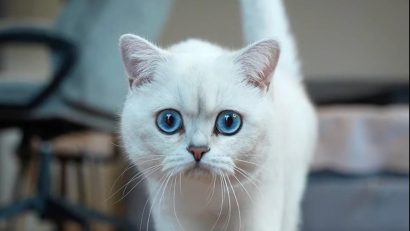 „Oscarurile lumii feline” se decernează în acest weekend la București